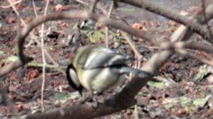 Синица на ветке