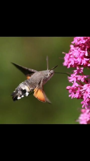 Macroglossum stellatarum (Sphingidae) live in Serbia Природа Сербии #butterfly #nature #hummingbird смотреть онлайн