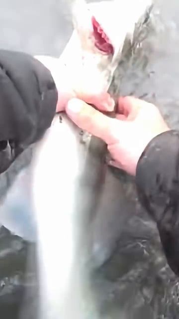 Когда можешь рыбу для фото #fishing #рыбалка #спиннинг #shorts смотреть онлайн