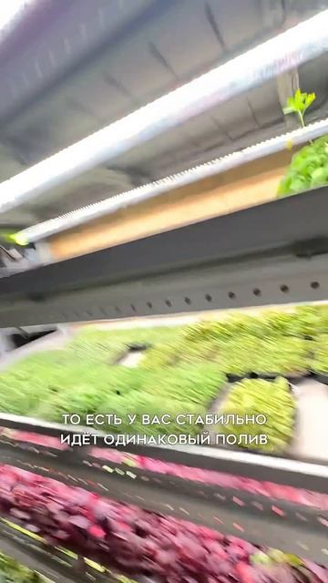 Читерство бизнеса на микрозелени! смотреть онлайн