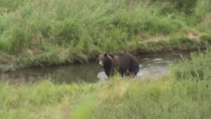 Медведь - "Босс" - мой давний, недобрый знакомый.