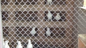 Как волшебники разводят голубей!