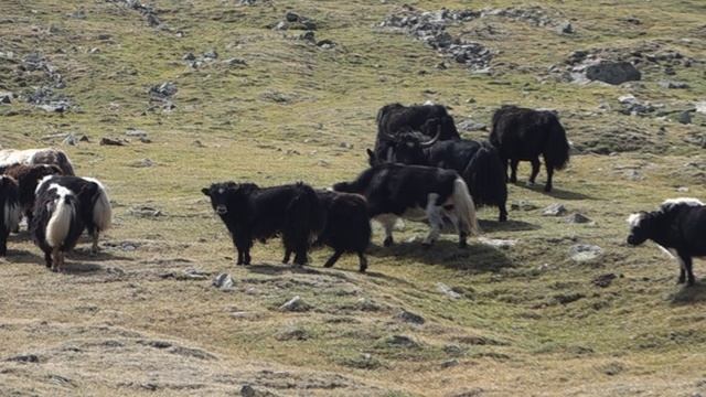 Яки пасутся @ Монголия, 2025