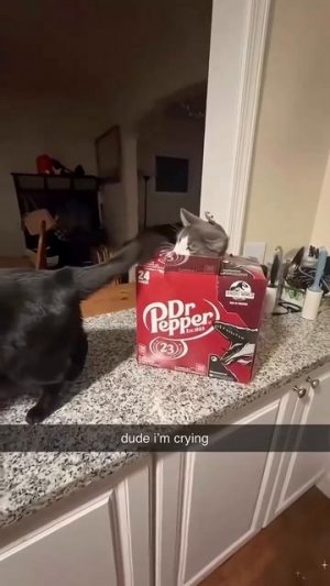 Приколы с котами часть 12