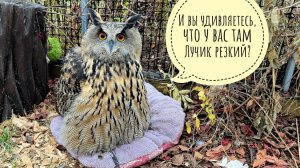 Сова Ёль пухлявится на электриков, Артём копает ямку, синицы получают кольца, орхидеи дают 12 вольт