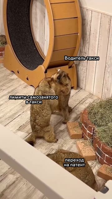 Самозанятый или патент