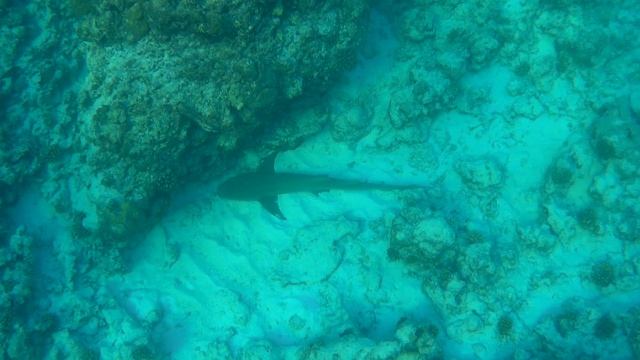 Рифовые акулы @ Maldives, Hondaafushi, 2024 смотреть онлайн