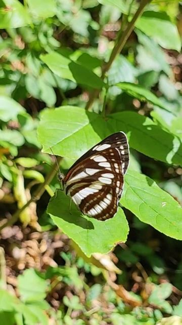 лат. Neptis sappho (рус.Пеструшка Сапфо, srb.Obični jedrenjak) смотреть онлайн