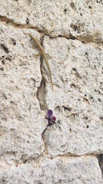 В Сербии даже стены цветут. The walls are blooming #naturewalk #flowers #live #naturelovers смотреть онлайн