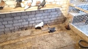 Почему не болеют голуби?Как работает иммунная система голубей?