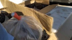 Как становятся профессиональными аквариумистами? Часть 2