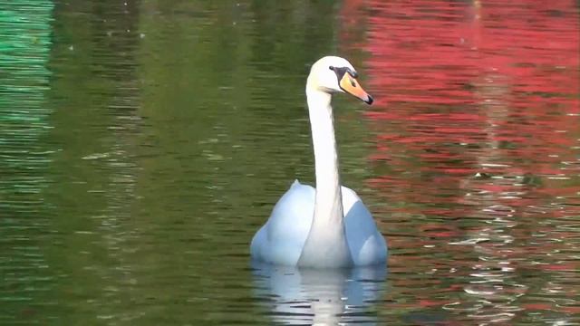 белый лебедь на пруду смотреть онлайн