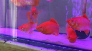 Меченосцы-металлик! Гуппи змеиная кожа, Лира-молли чёрные и оранж.