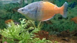 Звёзды ютуба! Канал Scalariki ,  Glo-fish мифы и реальность!