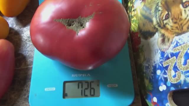 Томат Малиновый Болгарский гигант понравится любителям крупных мясистых помидор. №1042. Дегустация. смотреть онлайн