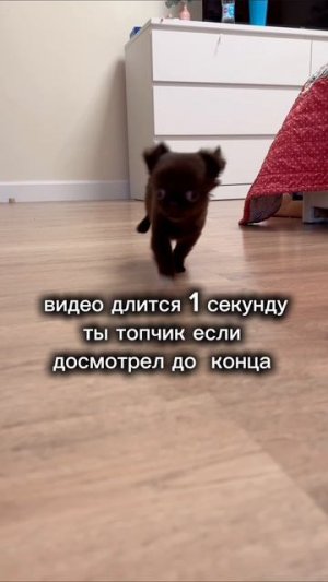 Самая маленькая собачка в мире 🤗