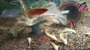 Более универсального вида замороженных кормов не существует...