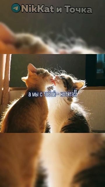 ромашки гармошки, мыльные пузыри |Свежие Мемы из TikTok в Shorts! #nikkat #мем #новости смотреть онлайн