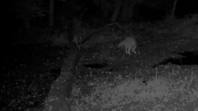 🐺🐺🐺 видео фото ловушки. смотреть онлайн