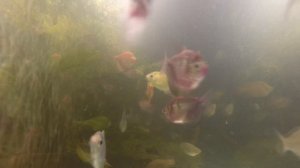 Монстры в Аквариуме! Кого нельзя покупать в зоомагазинах!?