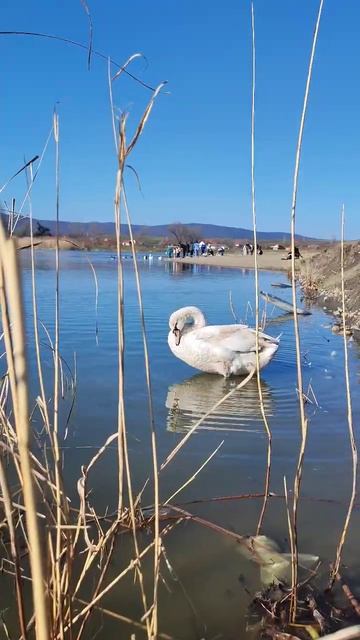 Oblačinsko jezero, Srbija #lake #naturewalk #naturetherapy #serbia #srbija #relaxing смотреть онлайн