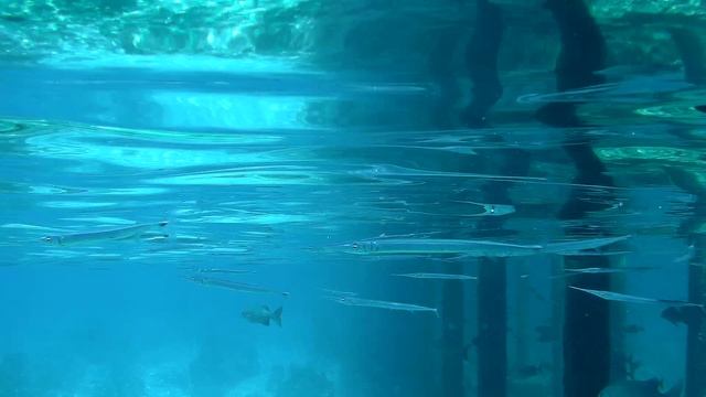 Подводный мир @ Maldives, Hondaafushi, 2024 смотреть онлайн