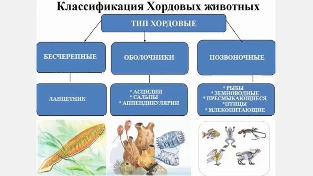 Хордовые 1 Общая характеристика хордовых смотреть онлайн