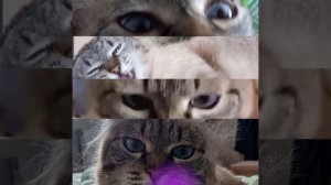 эдит с моим и котиком друга