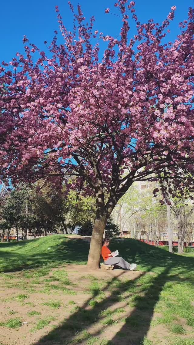 Японская вишня "Канзан". #цветы #весна #природотерапия смотреть онлайн