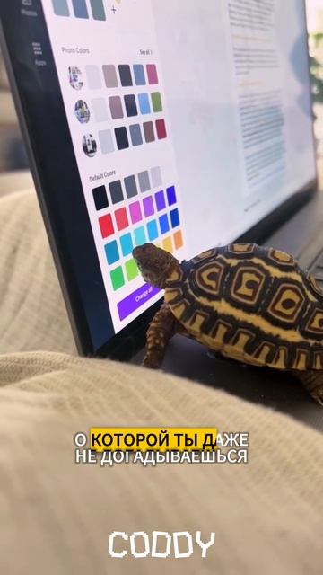 🐍 В чем разница между Python и C++ #программирование #programming #python #обучение смотреть онлайн