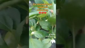 Перец болгарский. Надо всегда удалять центральный цветок на перце #болгарскийперец #огород #дядявитя