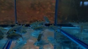 Пристелла Ридлея!