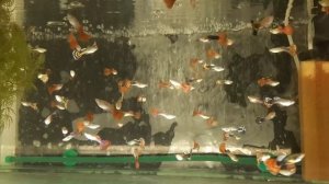 Особенности содержания гуппи!