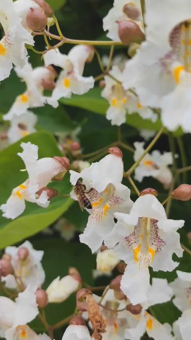 Катальпа в Нише. Сербия. #прогулка по городу смотреть онлайн