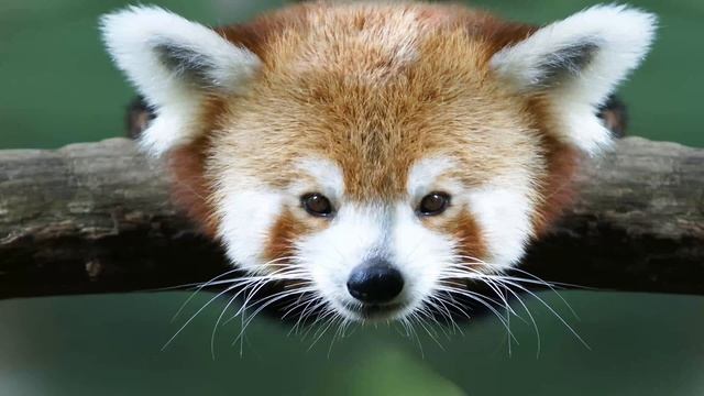 музыка для релакса / relax music смотреть онлайн