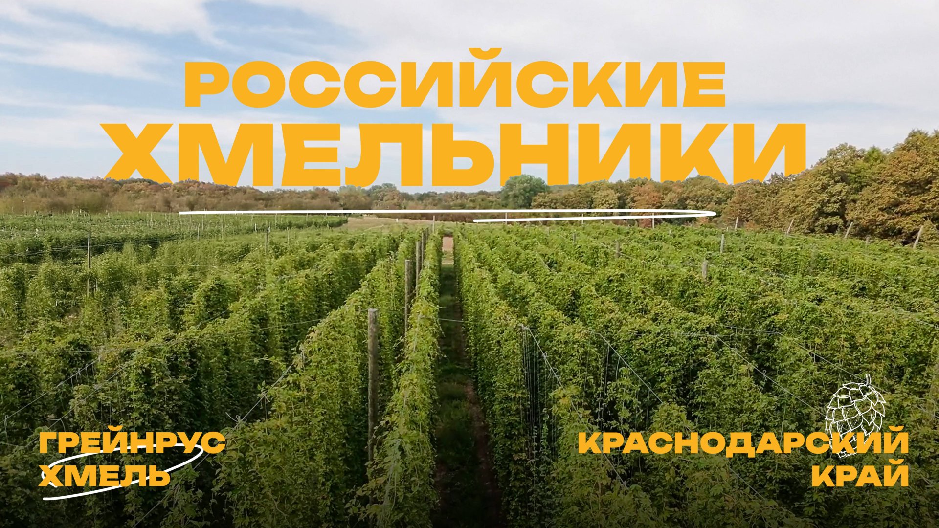 Как выращивают хмель в России: экскурсия по хмельникам Грейнрус в Краснодаре!
