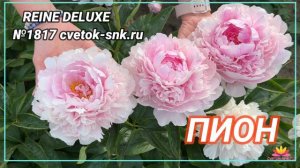 Нежно-розовый пион Reine Deluxe / Сад Ворошиловой