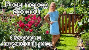 Розы перед грозой. Огород в окружении роз