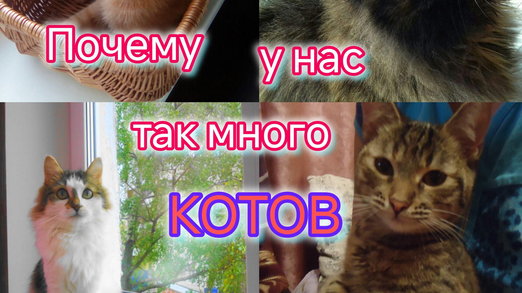 Почему у нас так много КОТОВ/История появления каждого КОТА/Простой УЖИН/Домашний влог/Пеленгас смотреть онлайн