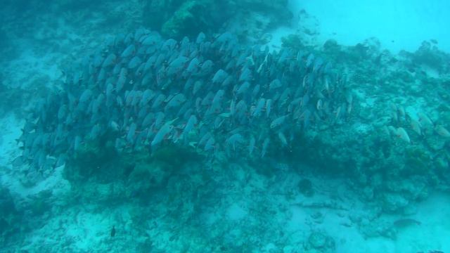 Стаи рыб @ Maldives, Hondaafushi, 2024 смотреть онлайн
