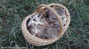 Царство грибов в одном походе! Что я нашёл?