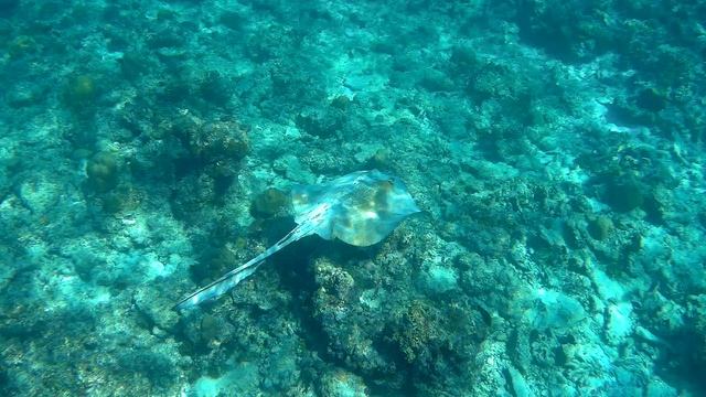 Скат @ Maldives, Hondaafushi, 2024 смотреть онлайн