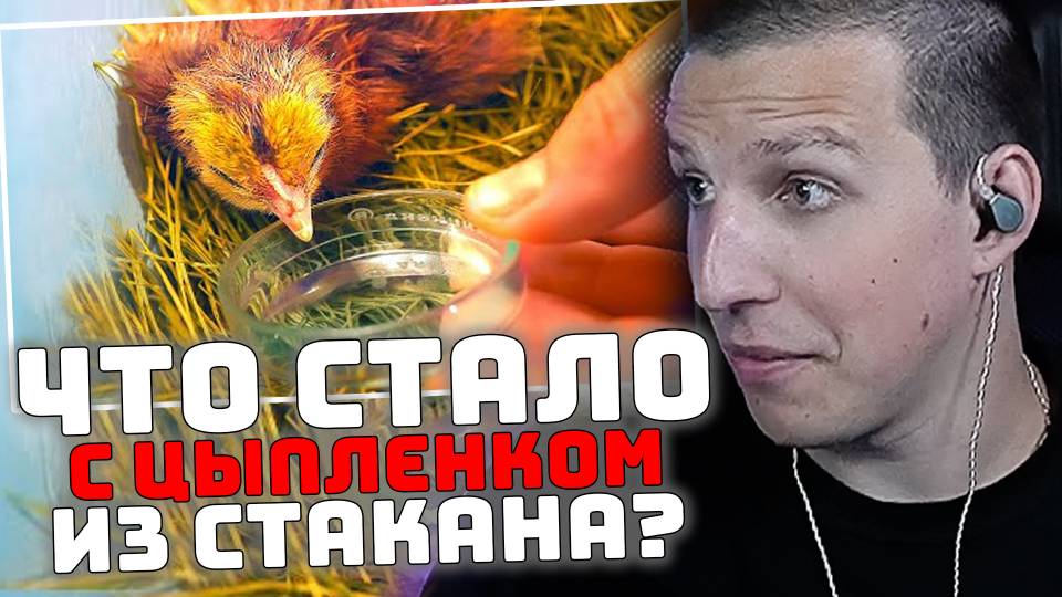 ЧТО СТАЛО С ЦЫПЛЕНКОМ ИЗ СТАКАНА | РЕАКЦИЯ МАЗЕЛЛОВА смотреть онлайн