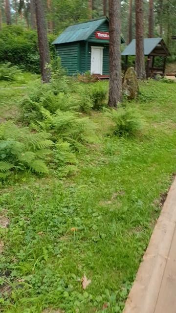 Леса Алтая ♥️ смотреть онлайн