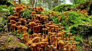 НЕ ОЖИДАЛ ЧТО  В ЭТОМ ЛЕСУ ПОЛНО ГРИБОВ! ГРИБЫ ХОТЬ МЕШКАМИ СОБИРАЙ! Как быстро приготовить грибы