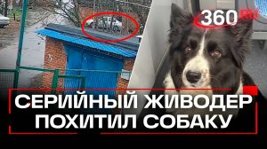 Серийный живодер украл собаку: история хозяйки из Щербинки