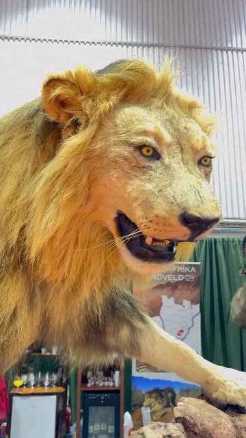 Любимые моменты. Октябрь. Нови сад. Сербия #serbia #srbija #поход #themostbeautifulplaces смотреть онлайн