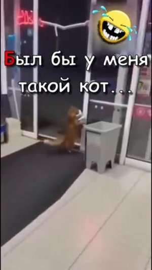 Был бы у меня такой кот, я б, может, и не женился бы никогда