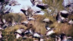 Просто сон /Владимир Бабанов