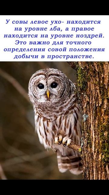 Про СОВУ
